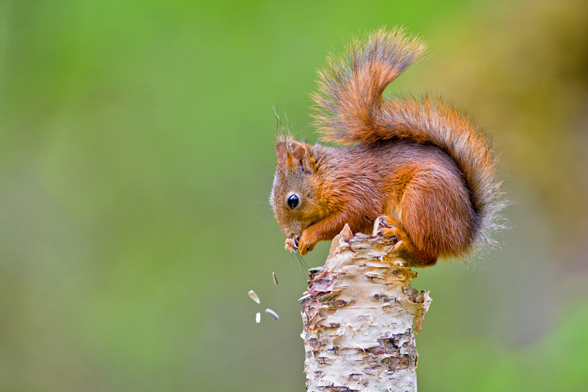Fotograf: Henrik R. Kristensen Titel: Squirrel eating from birch